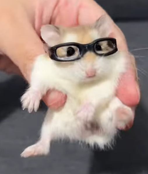 Nerdy Hamster