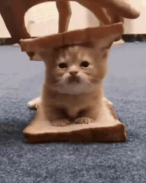 cat sandwich Discord sticker