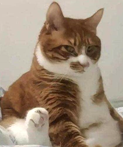 Bombastic Side Eye Cat Discord sticker