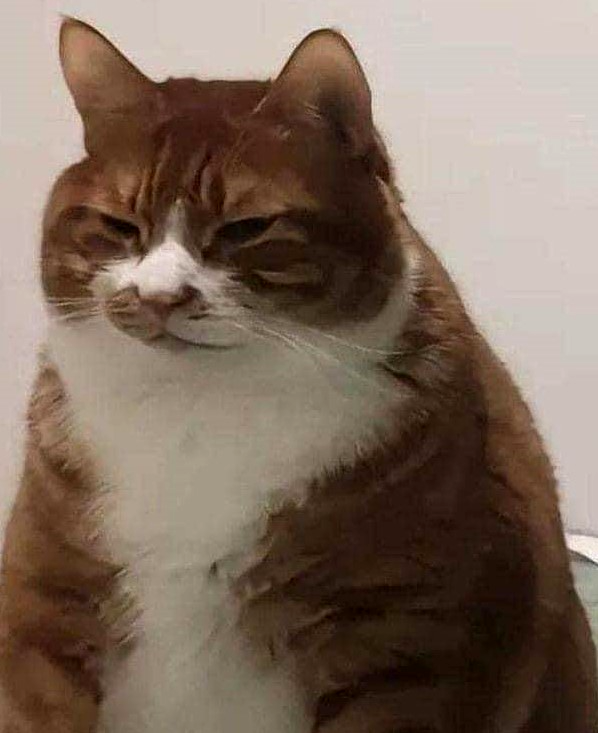 Cat Potato Discord sticker