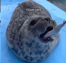 i love sels