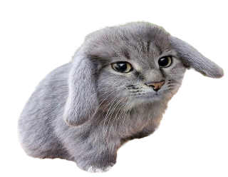 bunny cat