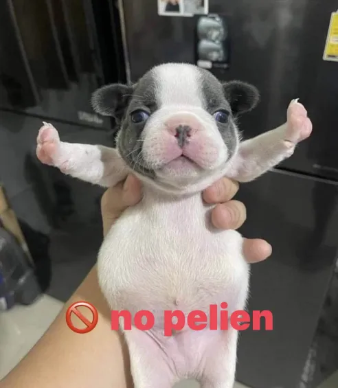 no pelien Discord sticker