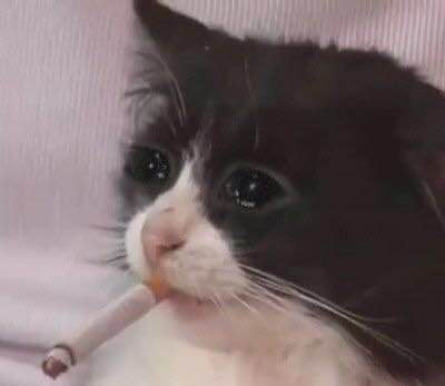 Smoking Cat