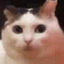cat huh Discord sticker