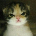 angry cat Discord sticker
