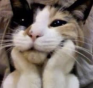 aww cat Discord sticker