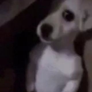 dog what Discord sticker