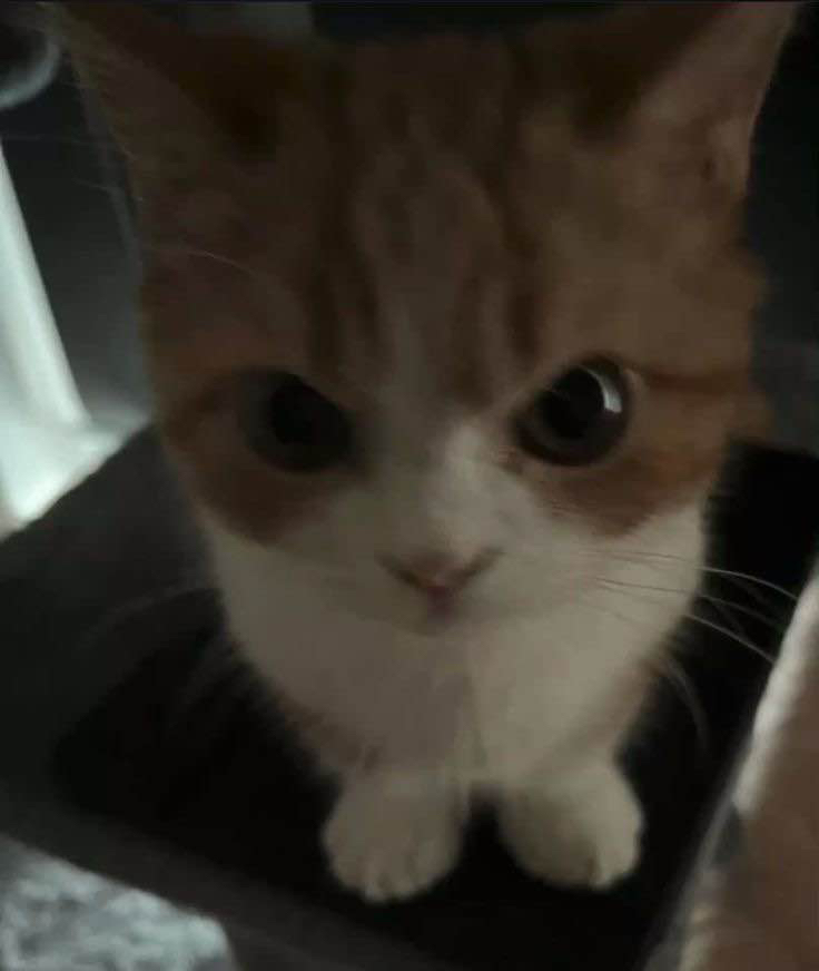 Angry / .gg/chatzone