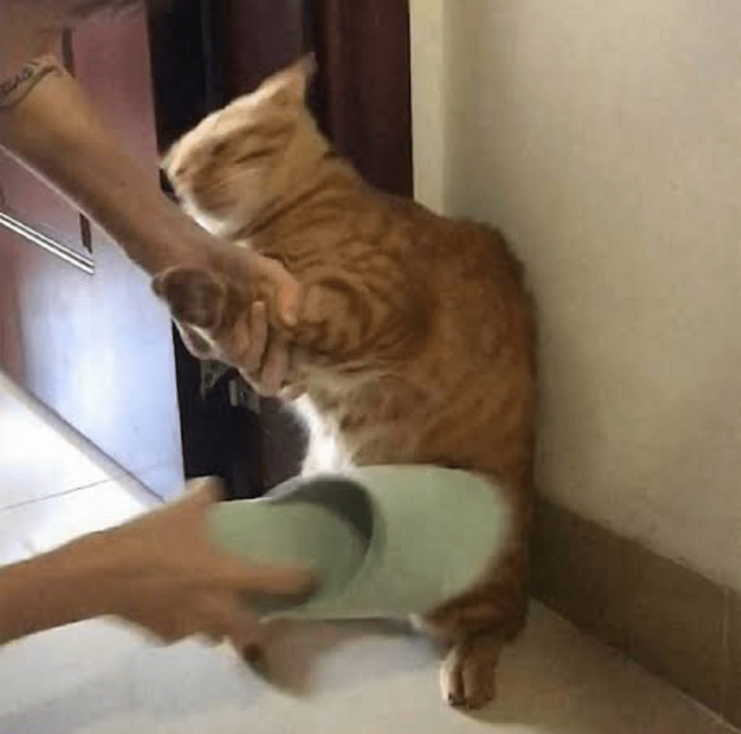 fel x staff team /cemetery