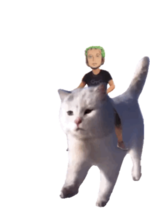Zoro kitty