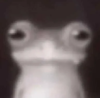 froge stare Discord sticker