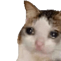 Sad Cat Discord sticker