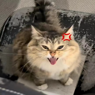 angrycat Discord sticker