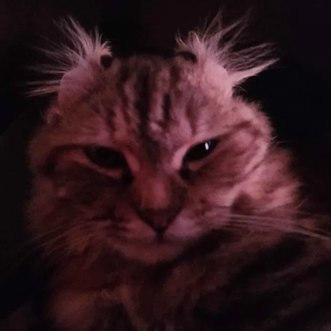 EgyptCat(TheSequel)𓀀𓀁𓀂𓀃𓀄