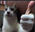 Cat Thumb
