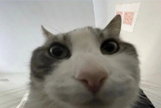 cat looks inside Discord sticker