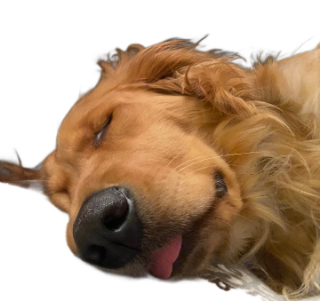 snooze Discord sticker