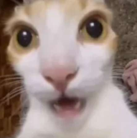 wah cat surprised
