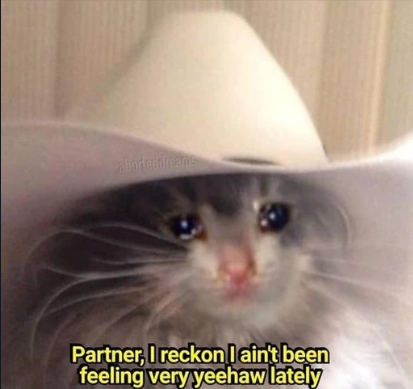 Yeehaw cat