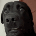 im Dog schocked disgusted wtf