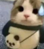 im cat guilty sweat ohno oopsi