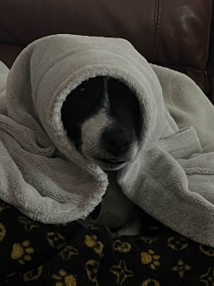 tucker bundle /reading DNS