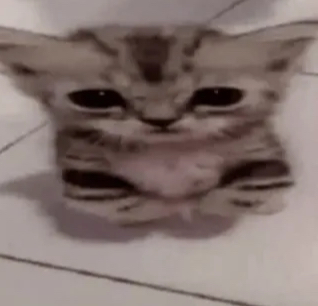 Cat Scared Discord sticker
