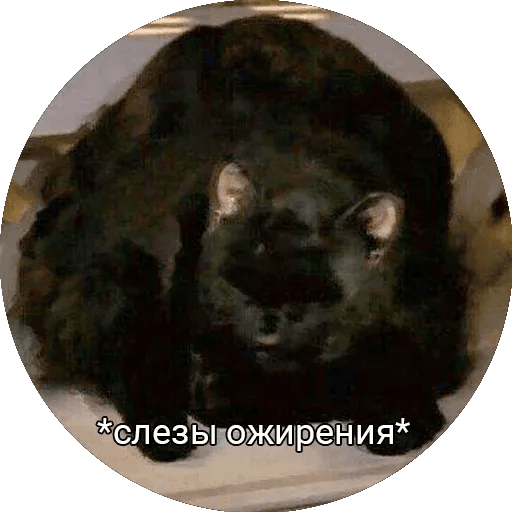 Слёзы ожирения Discord sticker