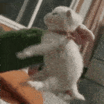 catfight .gg/samatvahangouts