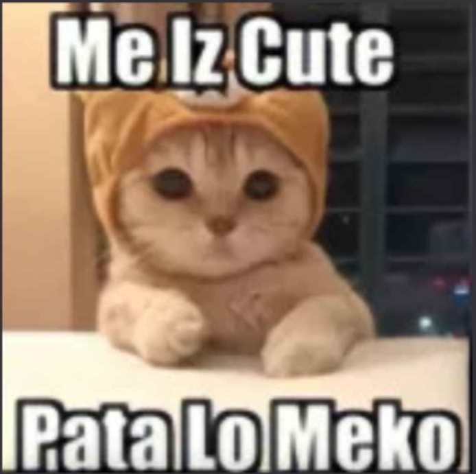 cute cat .gg/samatvahangouts