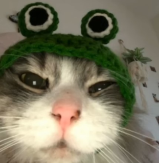 froggykitty Discord sticker