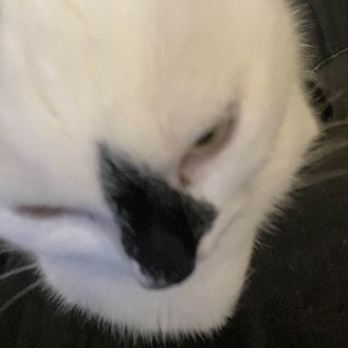 Cat Mad Discord sticker