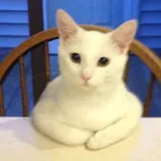 cat sit Discord sticker