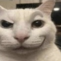 cat smirking 