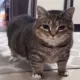fat cat stare