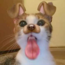 silly cat | .gg/cinnabun