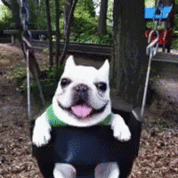 silly dog | .gg/cinnabun