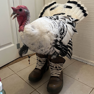geoturkey Discord sticker