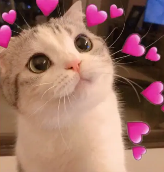 cutecat .gg/samatvahangouts