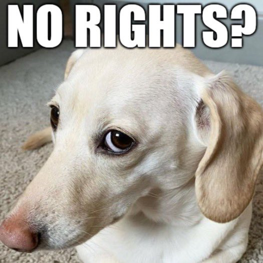 No Rights? Discord sticker