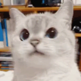 cat no .gg/samatvahangouts