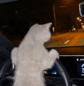cat driving Discord sticker