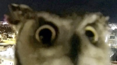 Owl What? Discord sticker