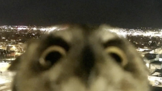 Owl Wtf Discord sticker
