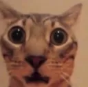 CAT SHOCK :O Discord sticker