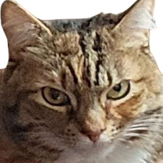Eevee Unamused Discord sticker