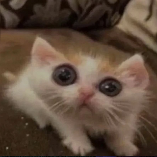 GATO DE MIERDA   .gg/lco Discord sticker