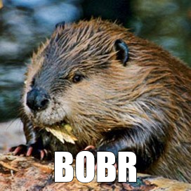 bobr Discord sticker