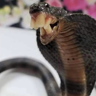 British Snake (fff) /egirls